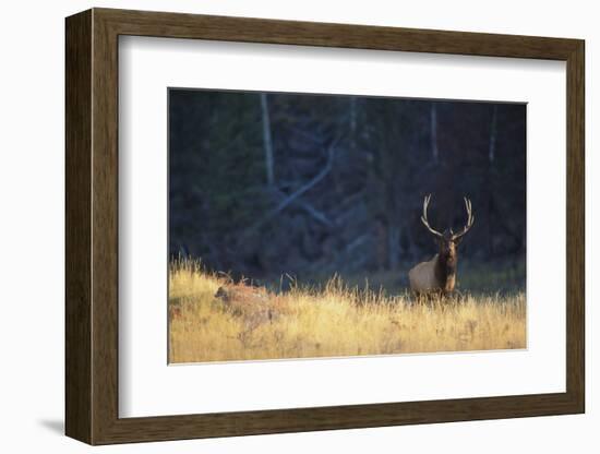 Elk-DLILLC-Framed Photographic Print