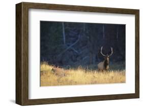 Elk-DLILLC-Framed Photographic Print