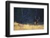 Elk-DLILLC-Framed Photographic Print