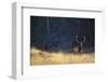 Elk-DLILLC-Framed Photographic Print