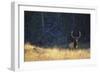 Elk-DLILLC-Framed Photographic Print