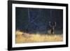 Elk-DLILLC-Framed Photographic Print