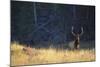 Elk-DLILLC-Mounted Photographic Print