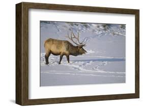 Elk-DLILLC-Framed Photographic Print