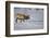 Elk-DLILLC-Framed Photographic Print