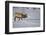 Elk-DLILLC-Framed Photographic Print