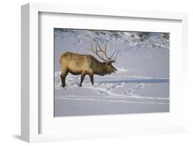 Elk-DLILLC-Framed Photographic Print