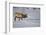 Elk-DLILLC-Framed Photographic Print