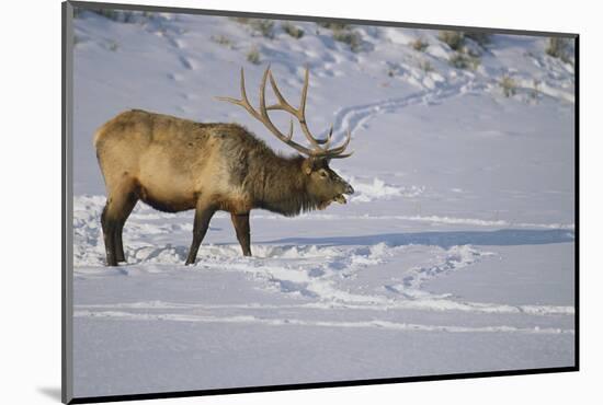 Elk-DLILLC-Mounted Photographic Print