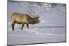 Elk-DLILLC-Mounted Photographic Print