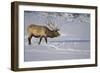 Elk-DLILLC-Framed Photographic Print