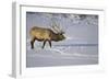 Elk-DLILLC-Framed Photographic Print