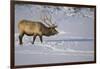 Elk-DLILLC-Framed Photographic Print