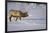 Elk-DLILLC-Framed Photographic Print