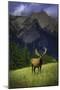 Elk-null-Mounted Photographic Print