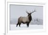 Elk-null-Framed Photographic Print