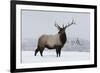 Elk-null-Framed Photographic Print