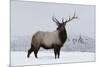 Elk-null-Mounted Photographic Print