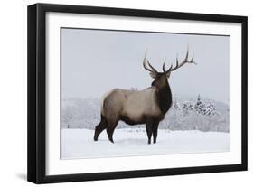 Elk-null-Framed Photographic Print