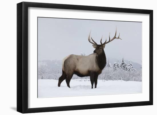 Elk-null-Framed Photographic Print