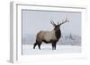 Elk-null-Framed Photographic Print