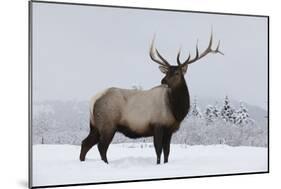Elk-null-Mounted Photographic Print