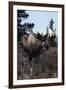 Elk-null-Framed Photographic Print