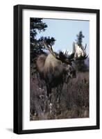 Elk-null-Framed Photographic Print