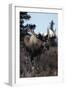 Elk-null-Framed Photographic Print