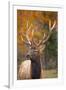 Elk-null-Framed Photographic Print