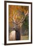 Elk-null-Framed Photographic Print