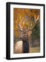 Elk-null-Framed Photographic Print