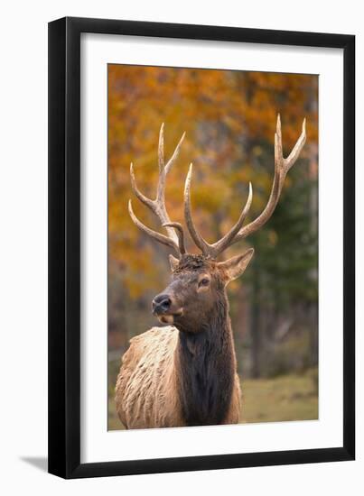 Elk-null-Framed Photographic Print