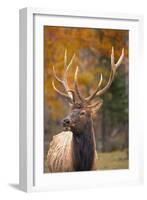 Elk-null-Framed Photographic Print