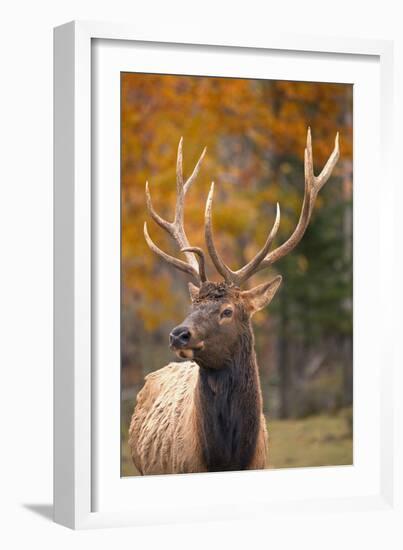 Elk-null-Framed Photographic Print