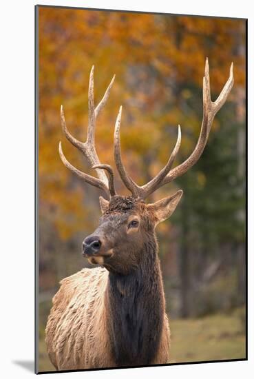 Elk-null-Mounted Photographic Print