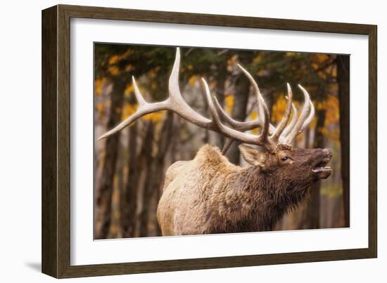 Elk-null-Framed Photographic Print