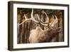 Elk-null-Framed Photographic Print