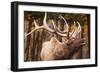 Elk-null-Framed Photographic Print