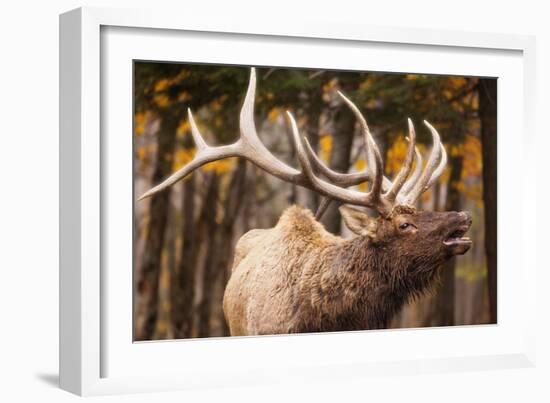 Elk-null-Framed Photographic Print