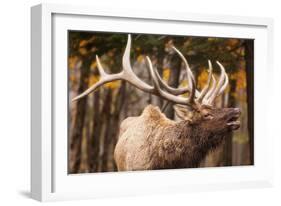 Elk-null-Framed Photographic Print