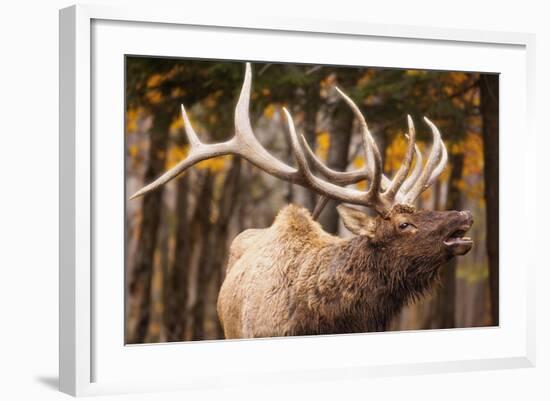 Elk-null-Framed Photographic Print