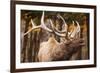 Elk-null-Framed Photographic Print