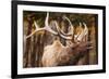 Elk-null-Framed Photographic Print