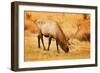 Elk-null-Framed Photographic Print