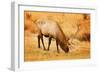 Elk-null-Framed Photographic Print