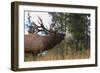 Elk-null-Framed Photographic Print