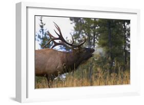 Elk-null-Framed Photographic Print