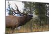 Elk-null-Mounted Photographic Print