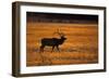 Elk-null-Framed Photographic Print